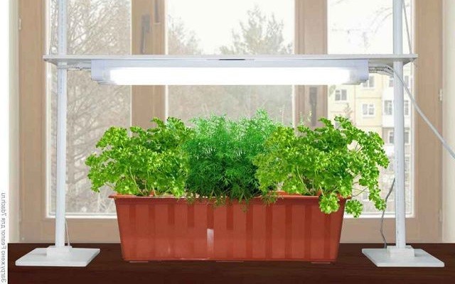 Как вырастить 5 полезных растений на подоконнике. 