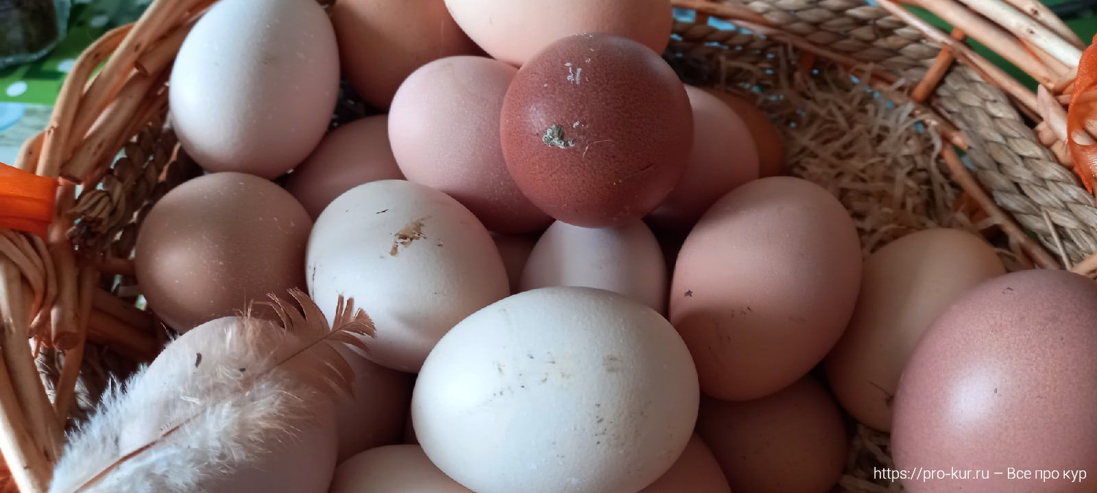 Нужно ли мыть куриные яйца перед закладкой их в инкубатор? 