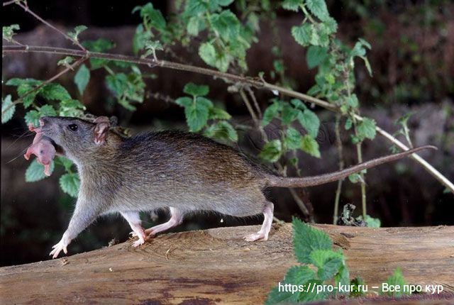 Серые крысы в доме и на участке – чем вредны пасюки и как бороться. 