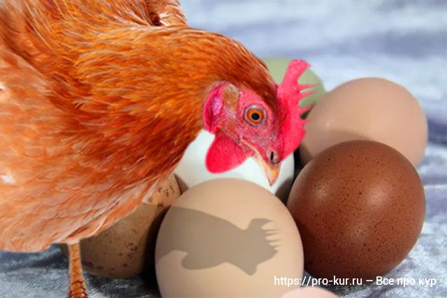 Курица ест свои яйца от скуки, голода или она сошла с ума? 