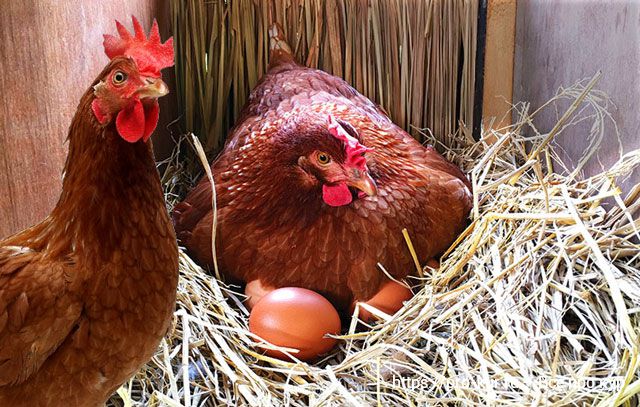 Курица ест свои яйца от скуки, голода или она сошла с ума?