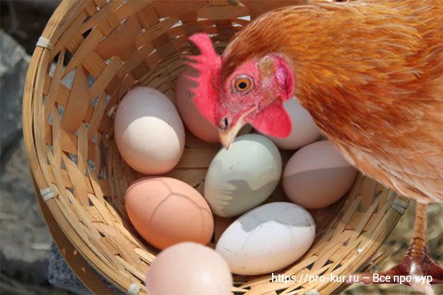 Курица ест свои яйца от скуки, голода или она сошла с ума? 