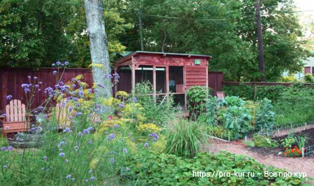 10 способов построить лучший курятник на лето в саду и на даче