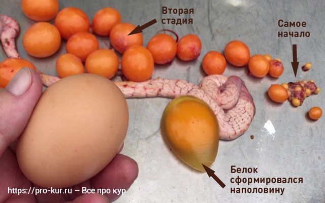 Яйца без петуха и с петухом – какая разница?