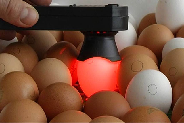Овоскоп для определения качества инкубационных яиц. 