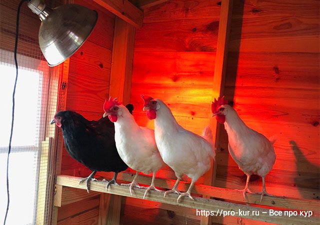 Тепловые лампы для кур и цыплят ставить или нет? 