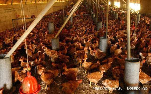 Где купить кур несушек или цыплят: птицефабрика, фермер или рынок. 