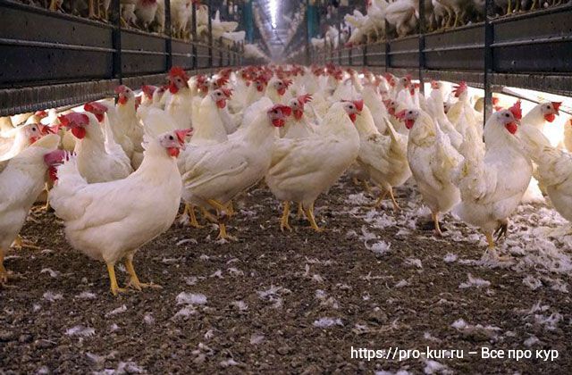 Где купить кур несушек или цыплят: птицефабрика, фермер или рынок. 
