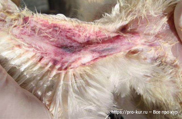 Инфекционная анемия цыплят-бройлеров синее крыло. 