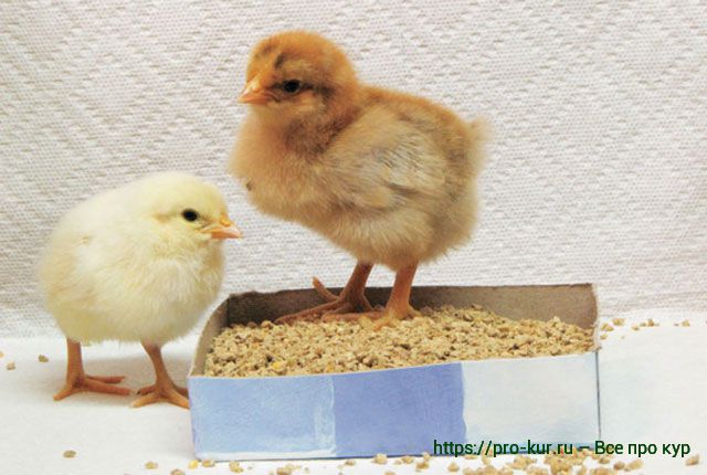 Корм для цыплят и молодняка кур в домашних условиях