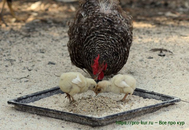Корм для цыплят и молодняка кур в домашних условиях