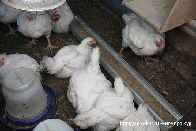 Кормление цыплят-бройлеров в домашних условиях для быстрого роста. 