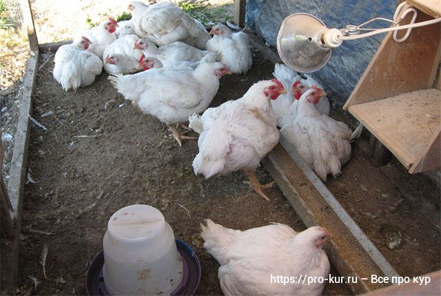 Кормление цыплят-бройлеров – как быстро вырастить крупную птицу
