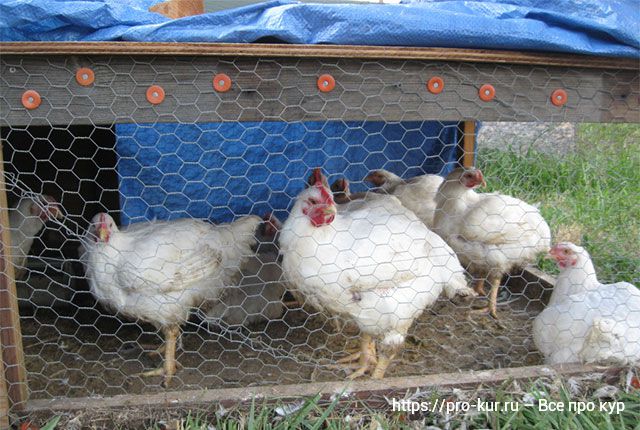 Кормление цыплят-бройлеров в домашних условиях для быстрого роста. 