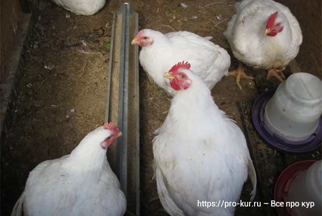 Кормление цыплят-бройлеров – как быстро вырастить крупную птицу