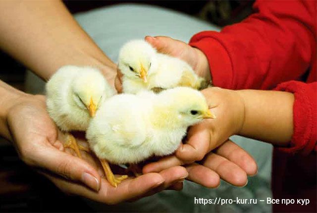 Секреты покупки цыплят, кур и яиц для инкубации