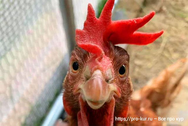 Секреты покупки цыплят, кур и яиц для инкубации. 