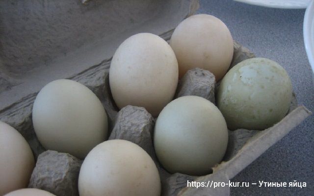 Утиные яйца современных пород уток. 