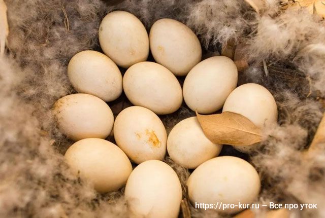 Утка сидит на яйцах – сколько дней, как кормить и ухаживать. 