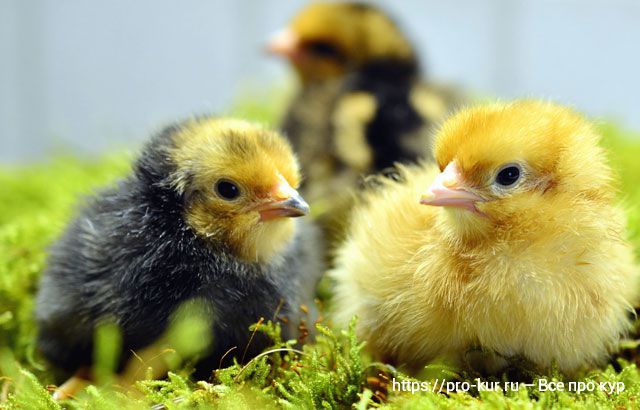 Чем и как кормить яичных и мясных цыплят в домашних условиях. 