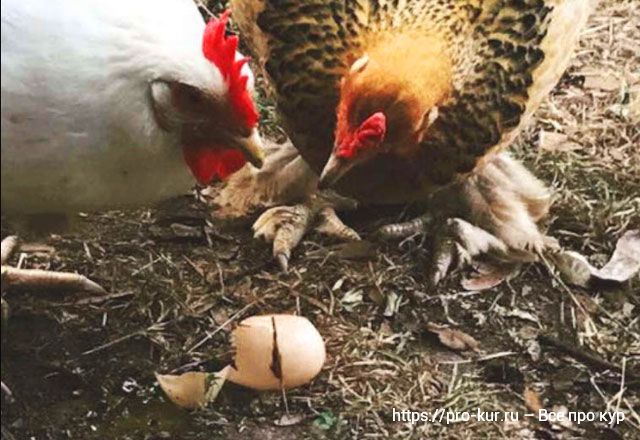 Как отучить кур клевать свои яйца и съедать их – 10 способов. 
