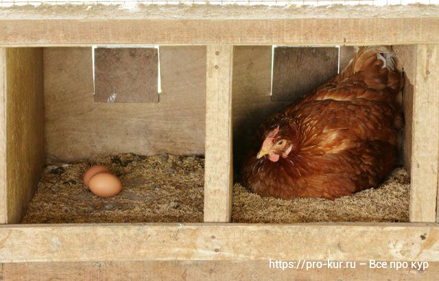 13 способов получить больше яиц от кур несушек