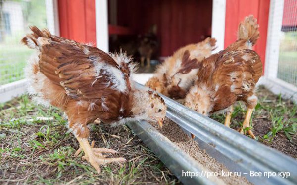Все про кур несушек