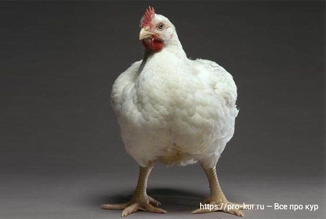 Можно ли кормить цыплят несушек комбикормом для цыплят бройлеров? 
