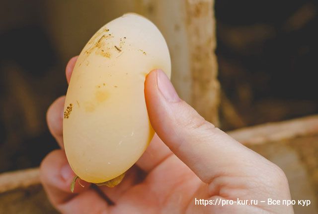Мягкие яйца у курицы что делать и как исправить