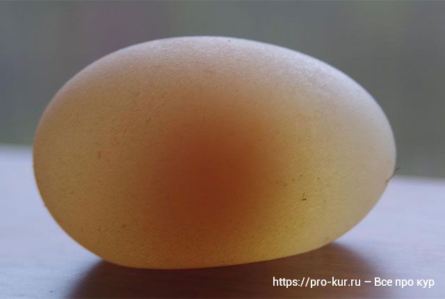 Мягкие яйца у курицы что делать? 