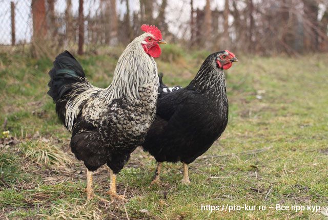 Премиксы для кур несушек, цыплят и бройлеров – виды и состав