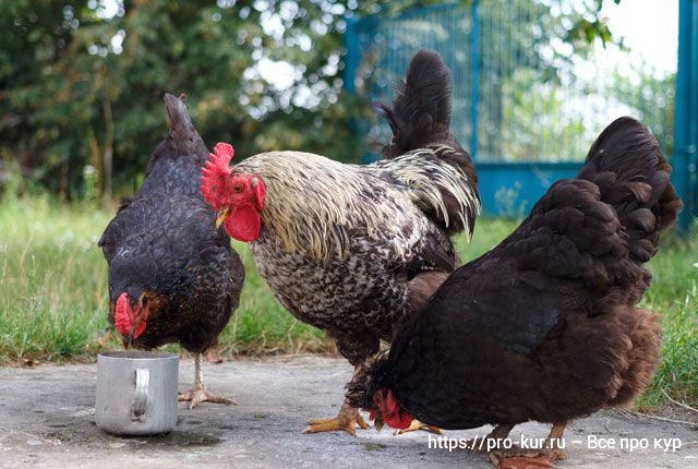 Премиксы для кур несушек, цыплят и бройлеров – виды и состав