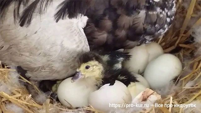 Сколько сидит индоутка на яйцах чтобы вывести индоутят. 