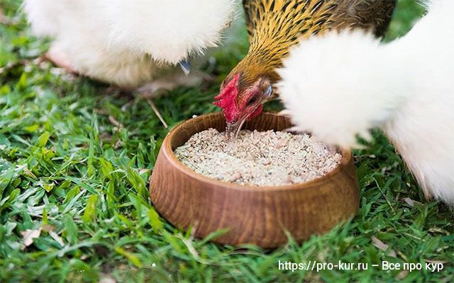 Скорлупа яиц в рационе кур и цыплят – как правильно давать