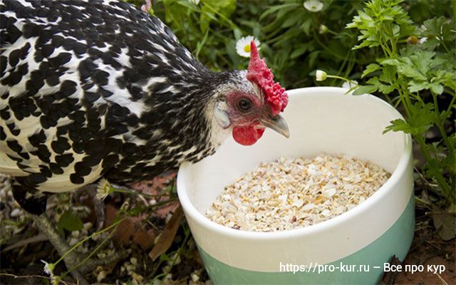 Скорлупа яиц в рационе кур и цыплят – как правильно давать