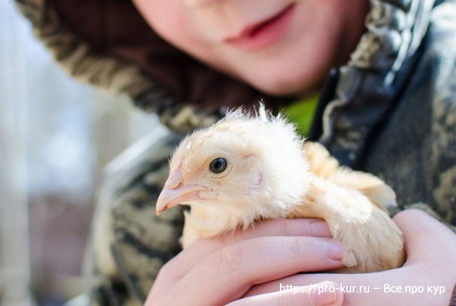 Мальчик держит в руках цыпленка. 