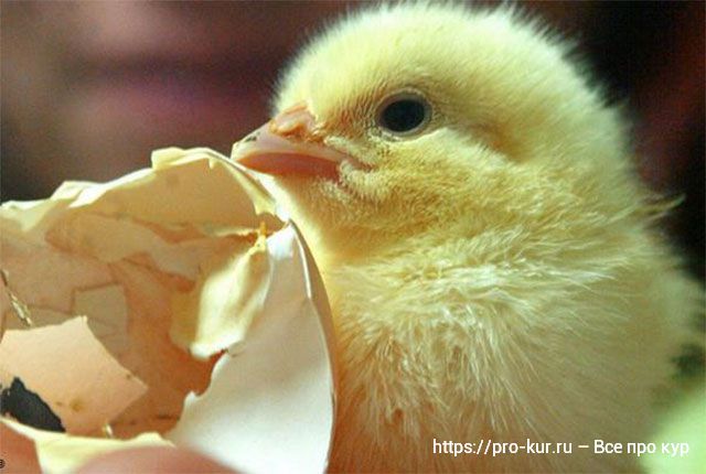 Форма яйца и температура инкубатора влияет на пол цыпленка?