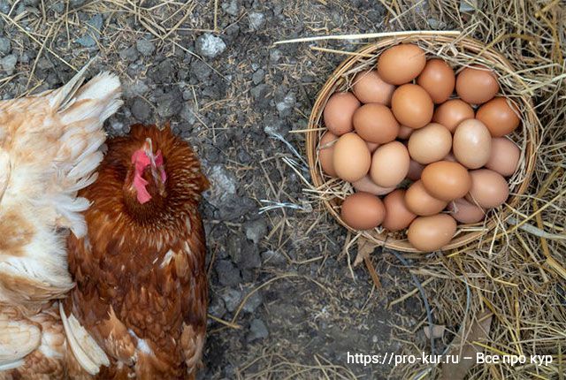 Все про хранение куриных яиц и срок годности. 