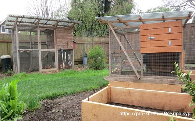 Как держать кур на даче или садовом участке