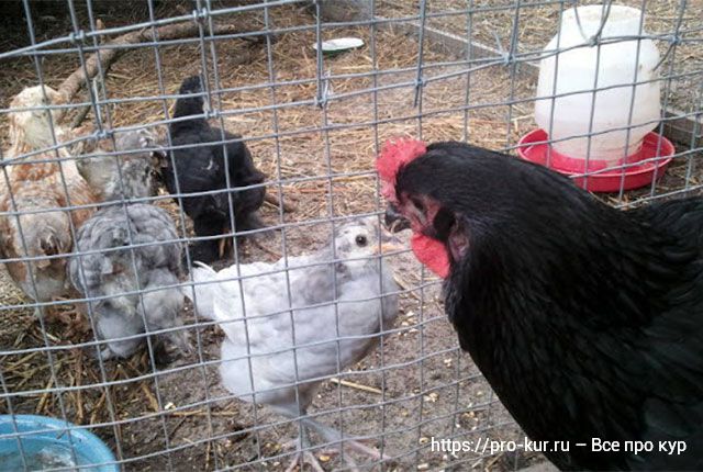 Как правильно перевести цыплят в общий курятник к старым курам. 