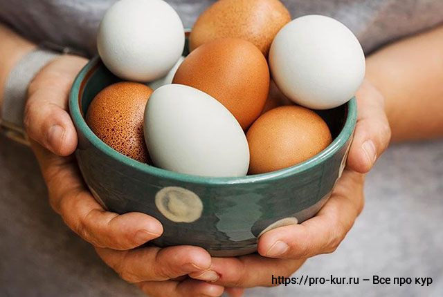 Как проверять яйца кур на свежесть и три способа хранения. 