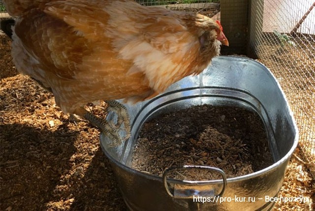 Как сделать пылевую ванну для купания цыплят и кур