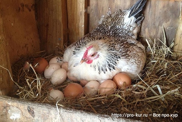 Как увеличить яйценоскость кур несушек в домашних условиях. 