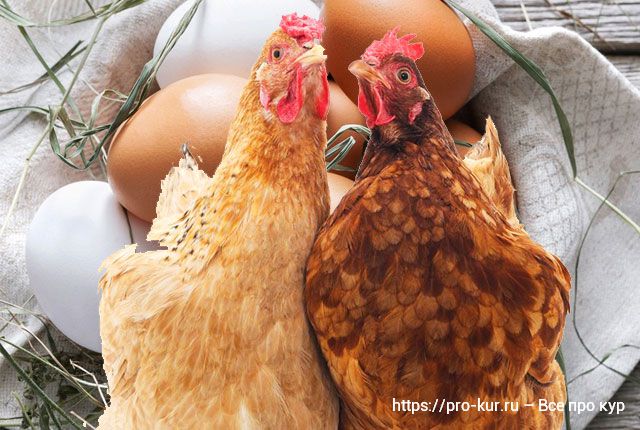 Коричневые и белые яйца у кур в чем разница. 