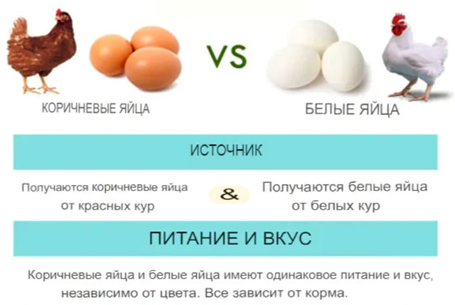 Коричневые и белые яйца у кур в чем разница