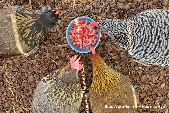 Кормление кур несушек летом – нормы и рацион для яйценоскости. 