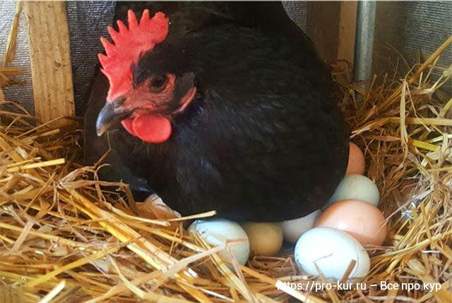10 признаков того, что курица села на яйца и стала наседкой. 