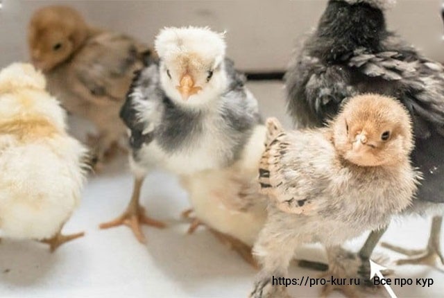 Петушок или курочка – как отличить цыплят и определить пол. 