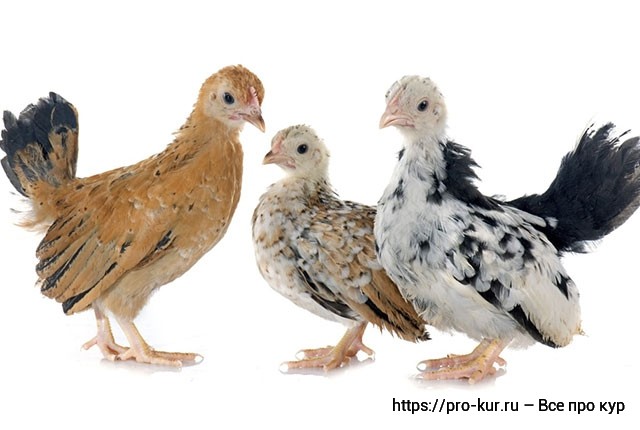 Петушок или курочка – как отличить цыплят и определить пол. 