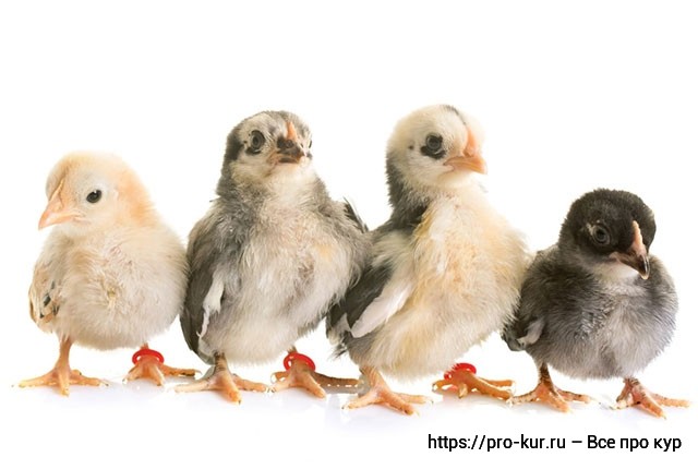Петушок или курочка – можно ли отличить цыплят